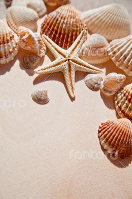sea shells and star 