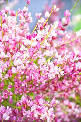 pink flowers in the garden