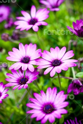 pink flowers in the garden 