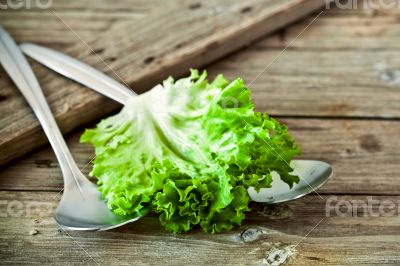 lettuce salad leaf and two spoons 