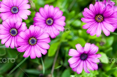pink flowers in the garden 