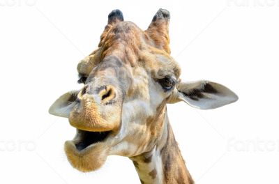 Giraffe (Giraffa camelopardalis) isolated on white