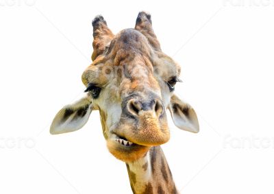 Giraffe (Giraffa camelopardalis) isolated on white