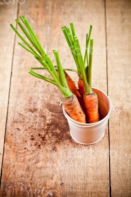 fresh carrots bunch in white bucket 