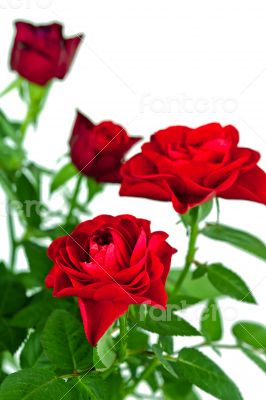 red roses