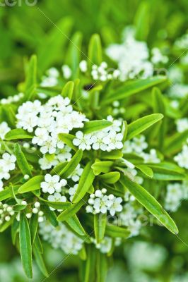 blossoming tree brunch 