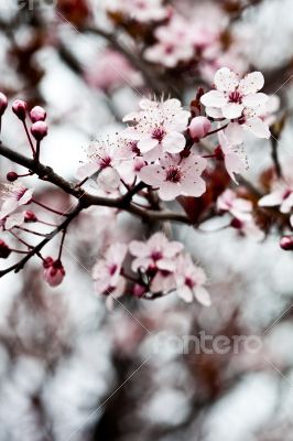 spring blossoms 