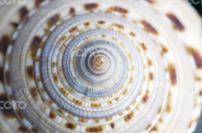 Natural spa elements- seashell with starshell and stones on whit
