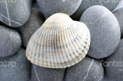 Natural spa elements- seashell with starshell and stones on whit