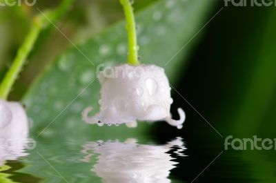 Lily-of-the-valley against a pale green background
