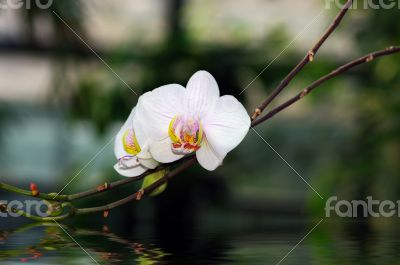 orchid portrait