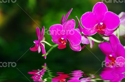 A purple orchid on natural green background