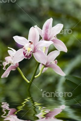 orchids