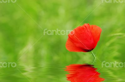 Red poppies blooming in the wild meadow 