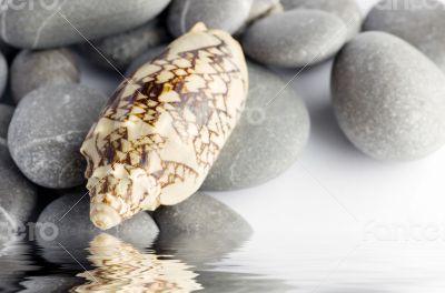 Natural spa elements- seashell with starshell and stones on whit