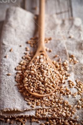 wheat grain