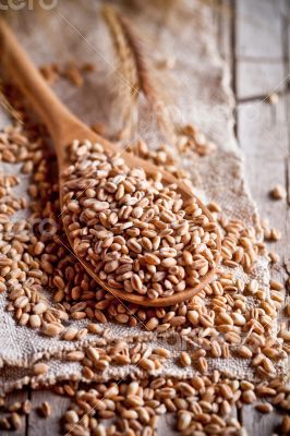 wheat grain