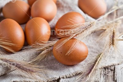  fresh brown eggs and wheat ears 