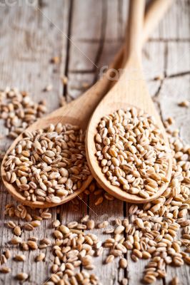 wheat grain in wooden spoons