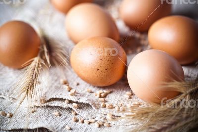  fresh brown eggs and wheat ears 
