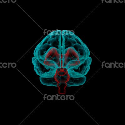 Stem part - Human brain in x-ray view