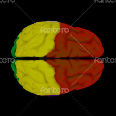 brain-cerebrum - Human brain in top view