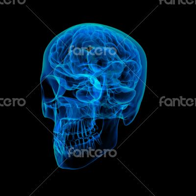Human brain X ray