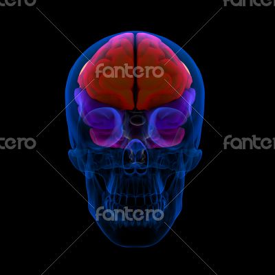 Colored sections of a human brain-cerebrum 