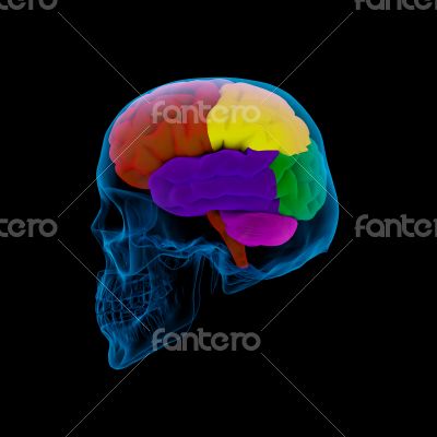 Colored sections of a  human brain-cerebrum 