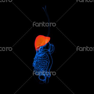 Human digestive system liver red colored