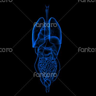 digestive and respiratory system
