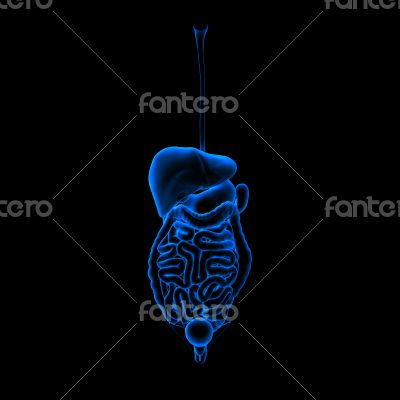 Human digestive system 