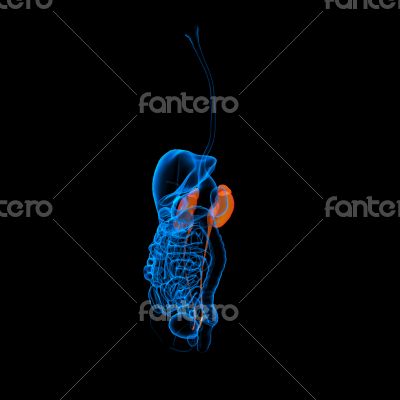 Human digestive system kidney 