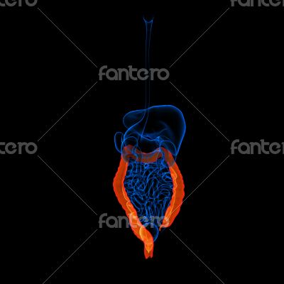 Human digestive system large intestine