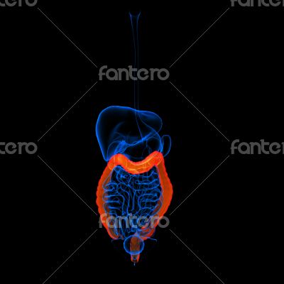 Human digestive system large intestine 