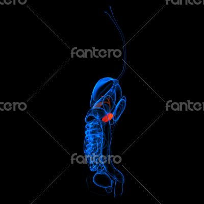 Human digestive system pancreas red colored