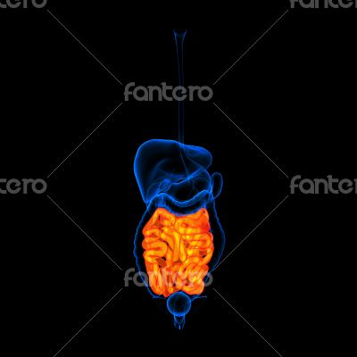 Human digestive system small intestine red colored