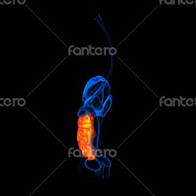 Human digestive system small intestine red colored