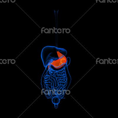 Human digestive system stomach 