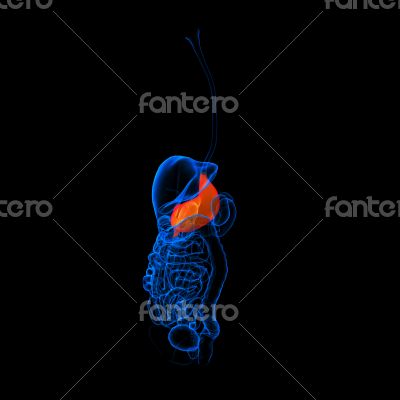 Human digestive system stomach 