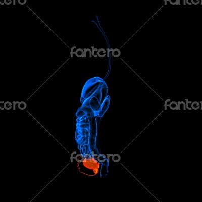 Human digestive system urethra 