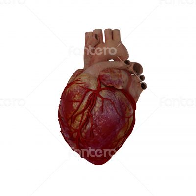 3d rendered medical illustration of a human heart