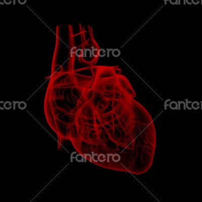 3d render medical illustration of the heart