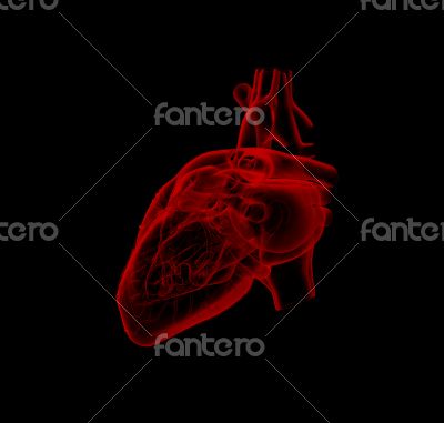 3d render medical illustration of the heart