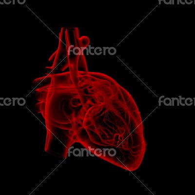3d render medical illustration of the heart