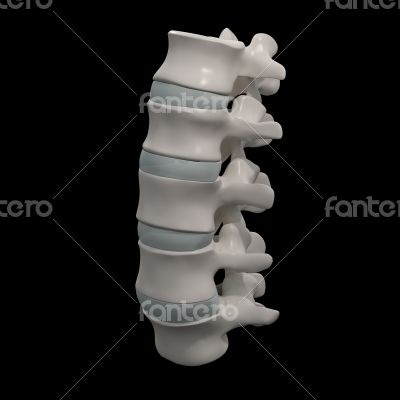 spinal disc