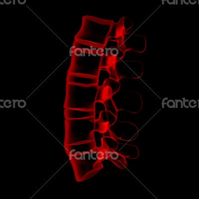 3d rendered illustration-lumbar side view