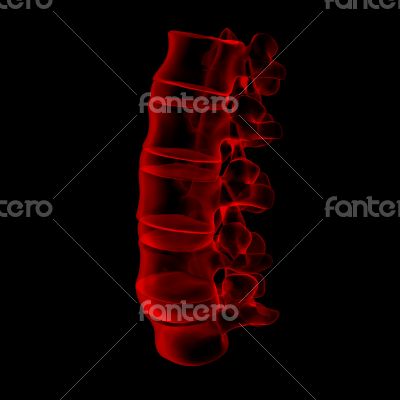 3d rendered illustration-lumbar side view