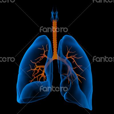 lungs with visible bronchi
