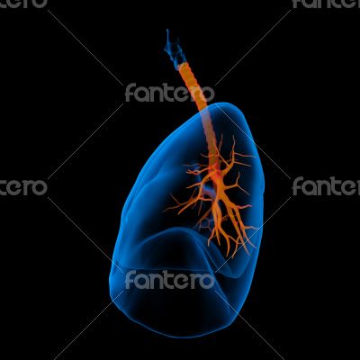 lungs with visible bronchi